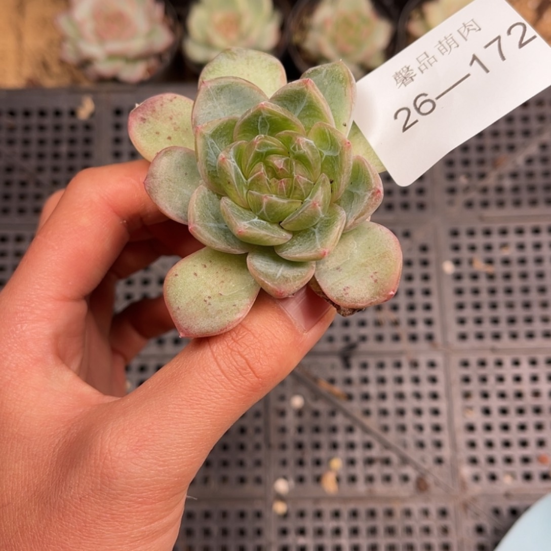 多肉一物一拍26-172