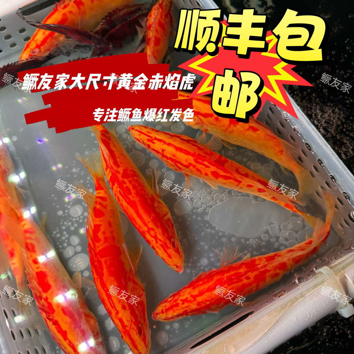 鳜友家 No1大赤焰虎黄金鳜鱼  黄金赤焰虎 变异鳜鱼 顺丰