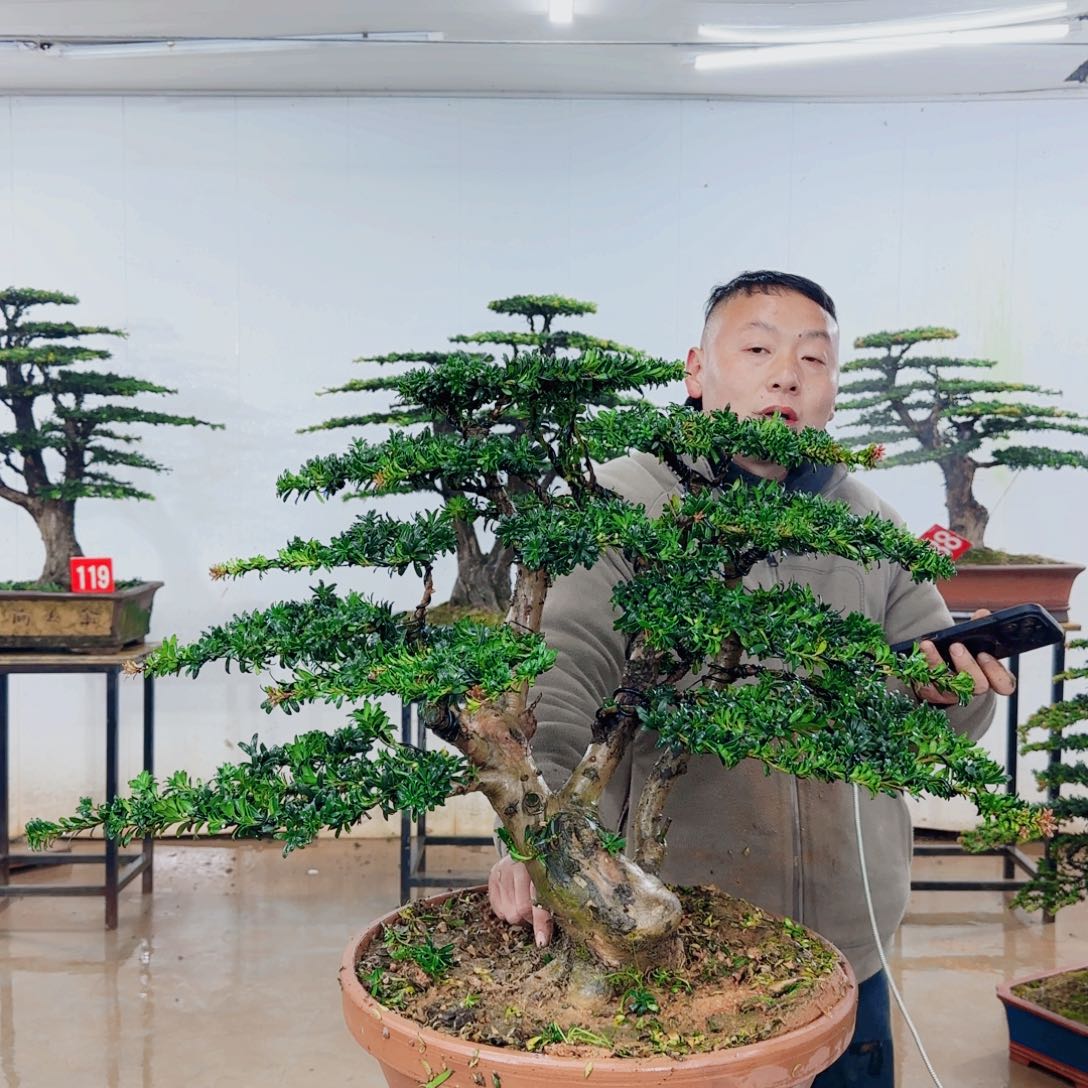 无花朵盆景园林……