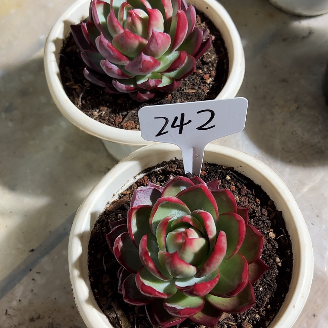 雨****惊鸿仙子一物一拍303号242号