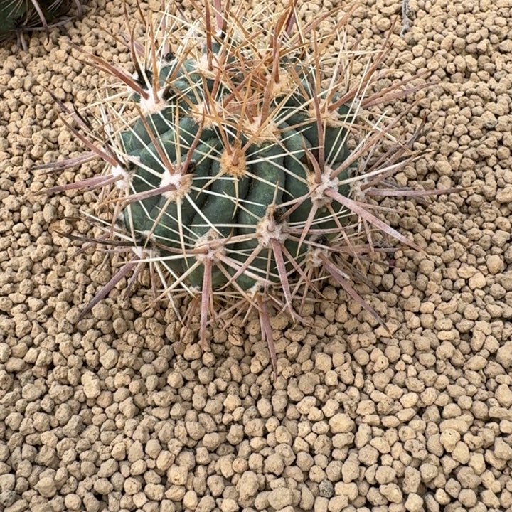 仙人球，红阳丸，有根