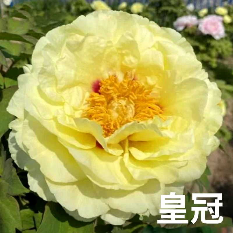 皇冠/老盆养正宗洛阳观赏牡丹 原盆原土 ----假一赔十