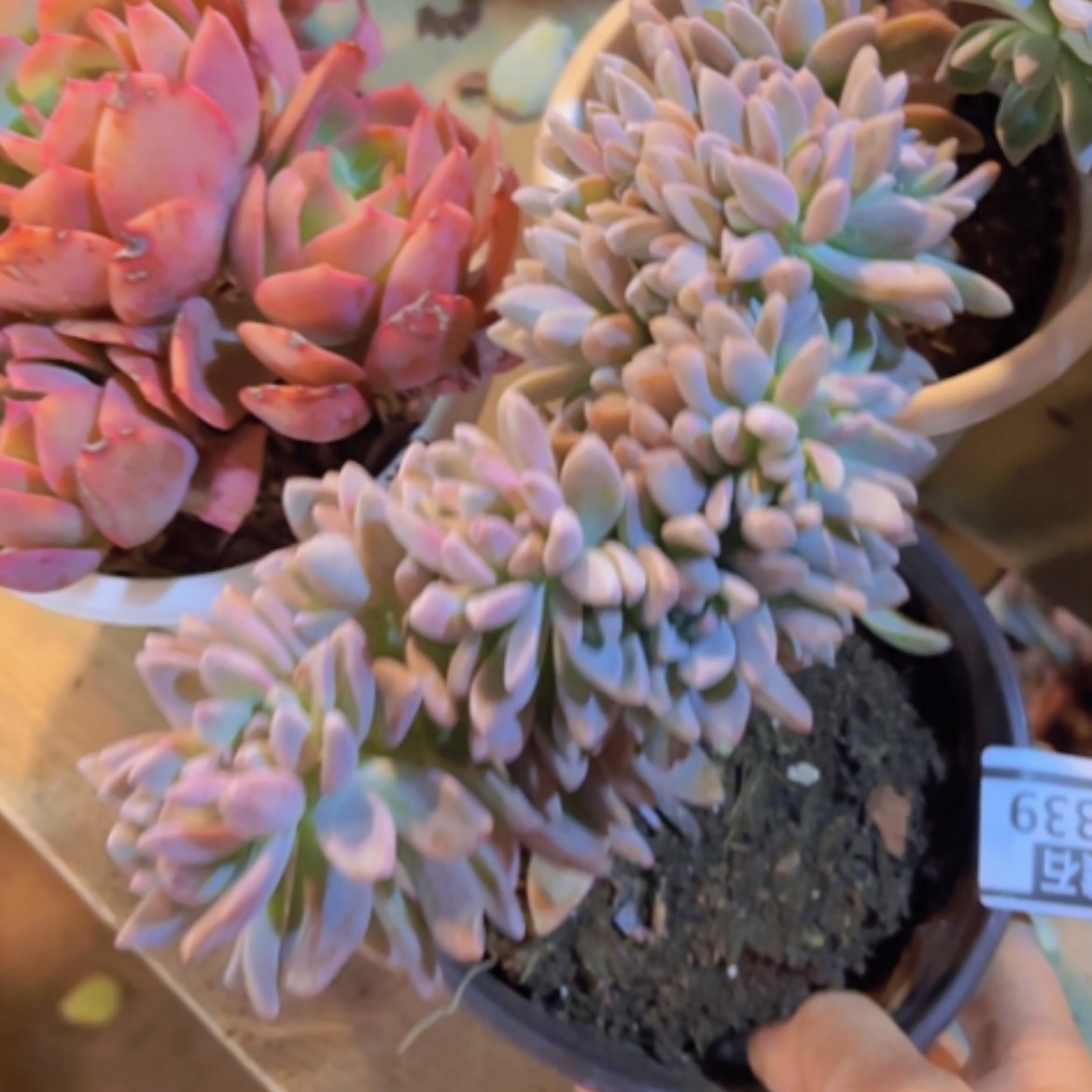 【闪购商品】淡雪缀16339