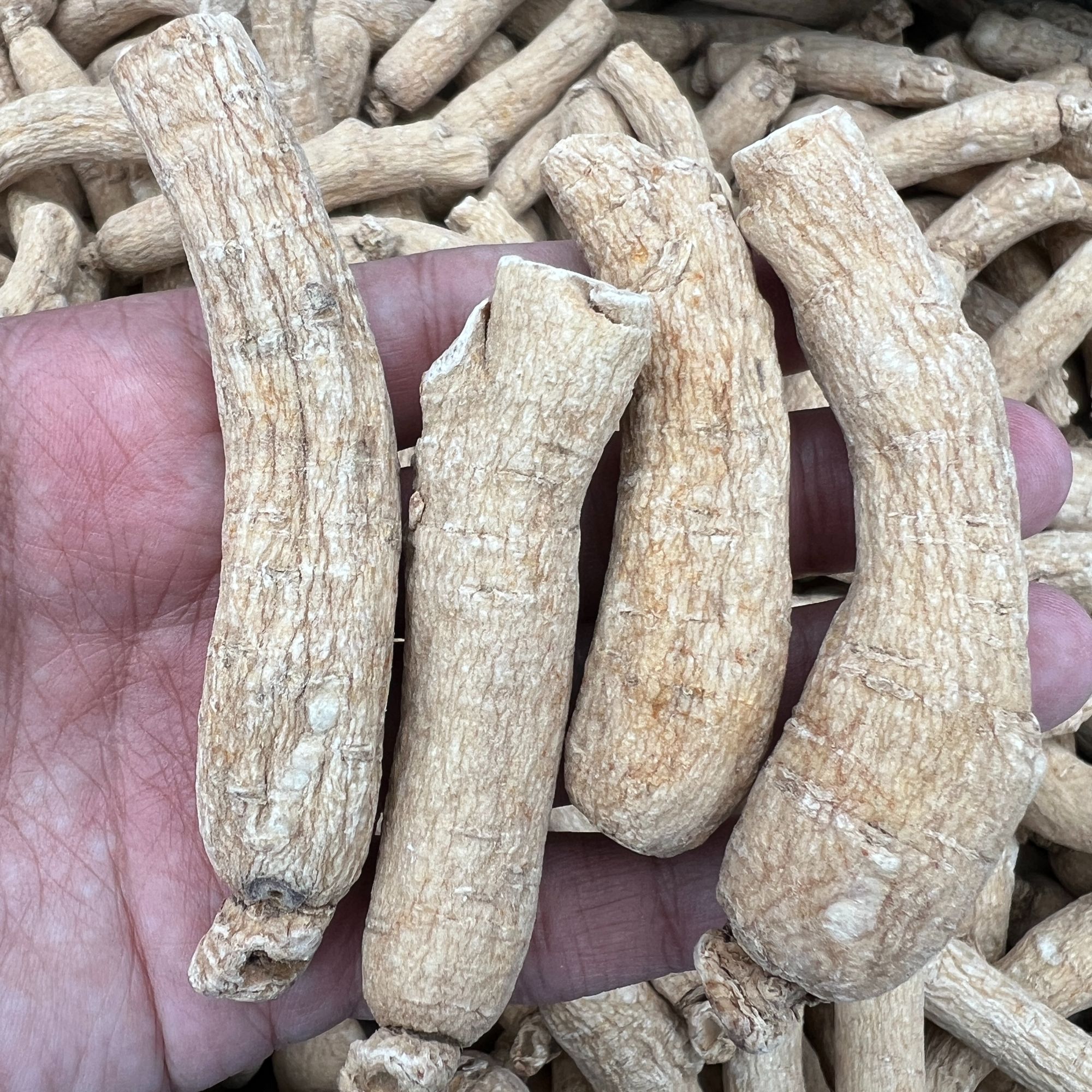 【肖婆专属】长白山精选西洋参原粒