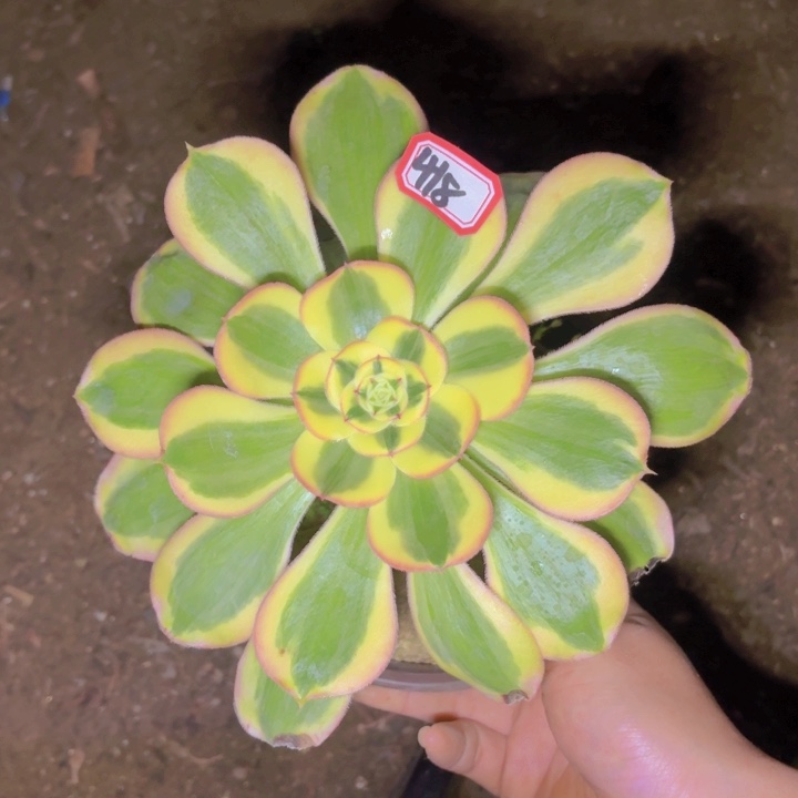 一物一拍王妃418