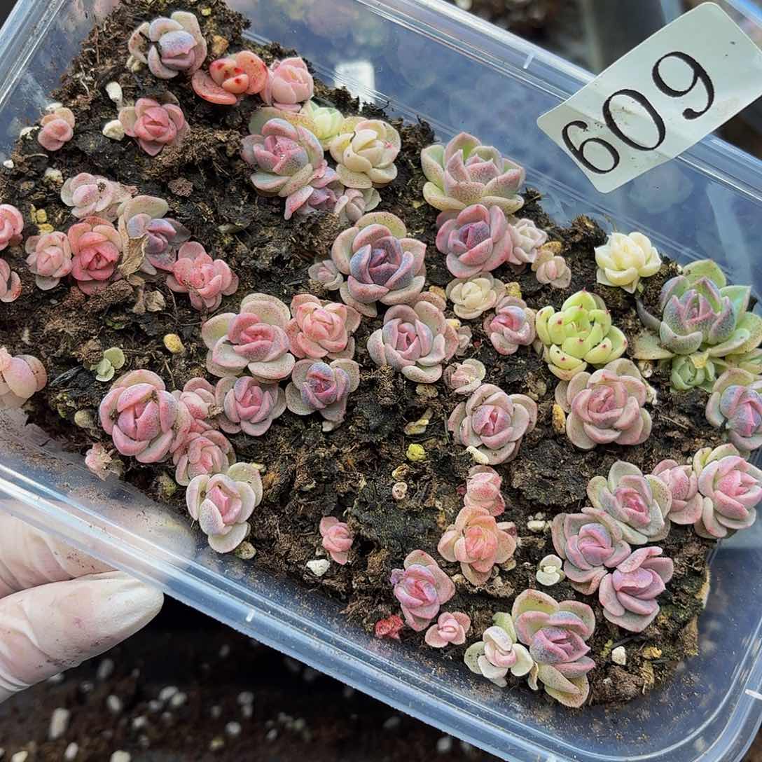 多肉植物多肉植物609