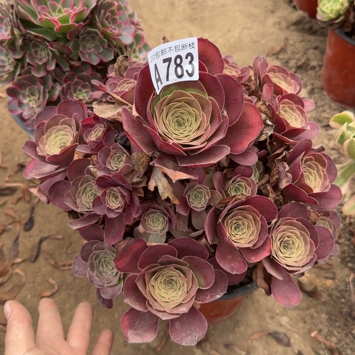 魅金……多肉植物，……