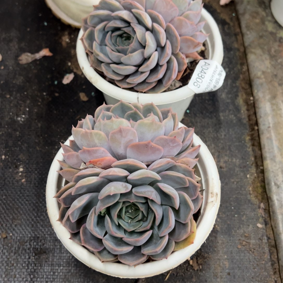 菲欧娜双头起发多肉