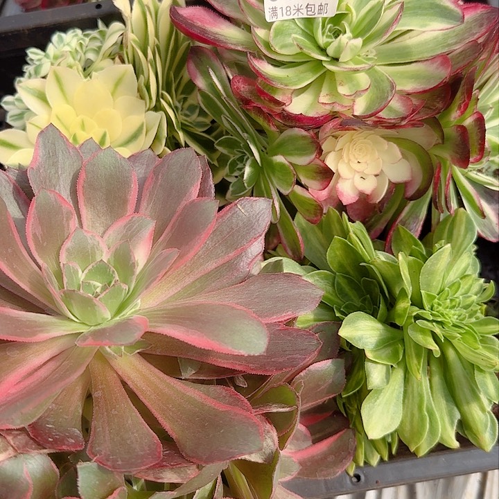 多肉法师淘宝福利