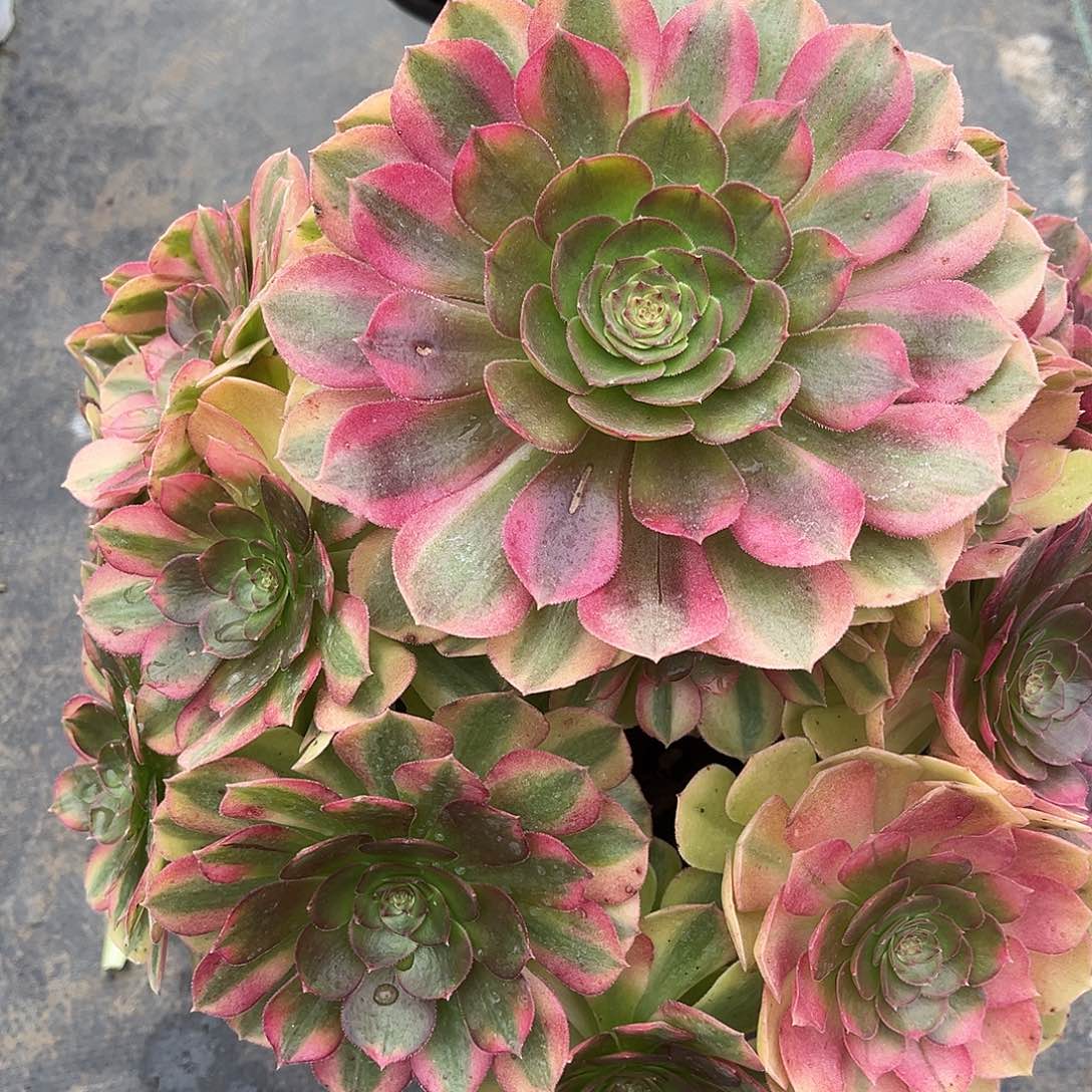 雨荷法师多肉植物漂亮漂亮