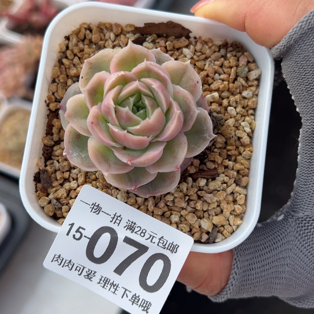 水晶虾饺多肉多肉多肉多肉多肉