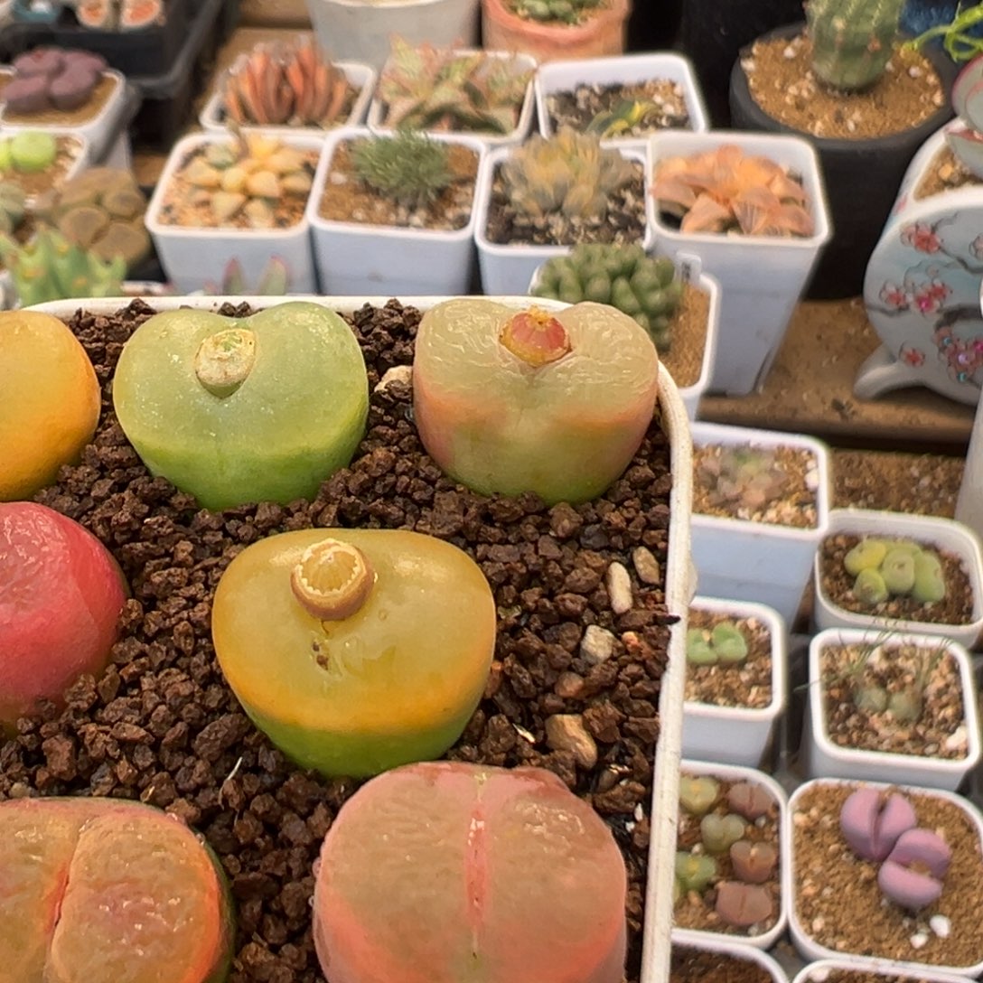 水***獭25多肉植物百科植物