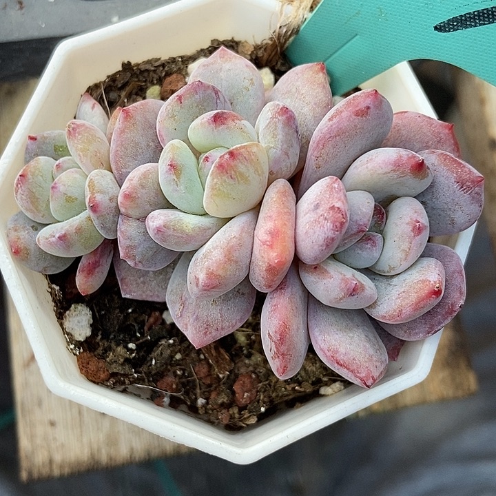 多肉植物雪天使石化221