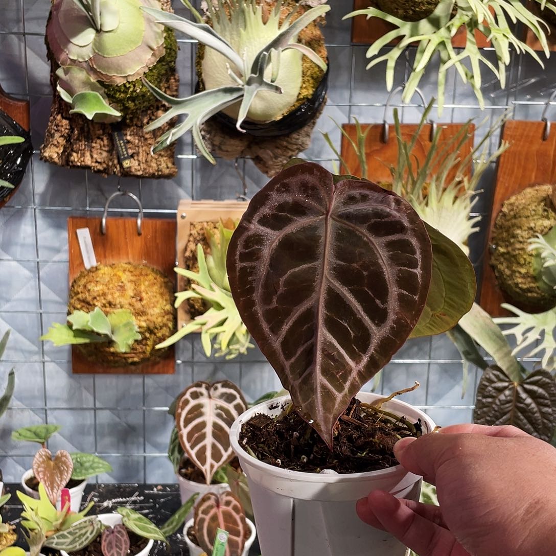 完全开放skg银杂红