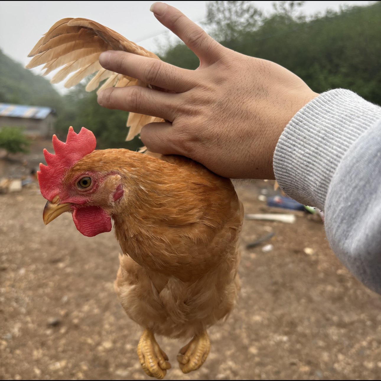 童子鸡 林下散养粮食鸡 两只毛重4斤多宰杀后净重3斤以上