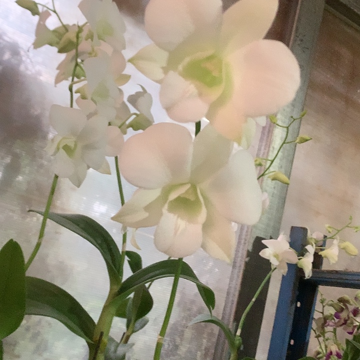 完全开放新品大白花