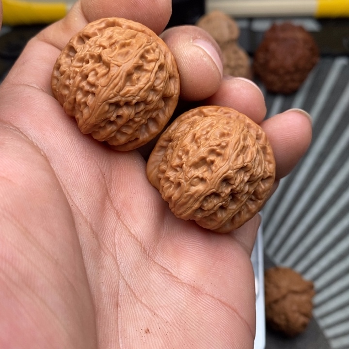 文玩核桃把件白狮子