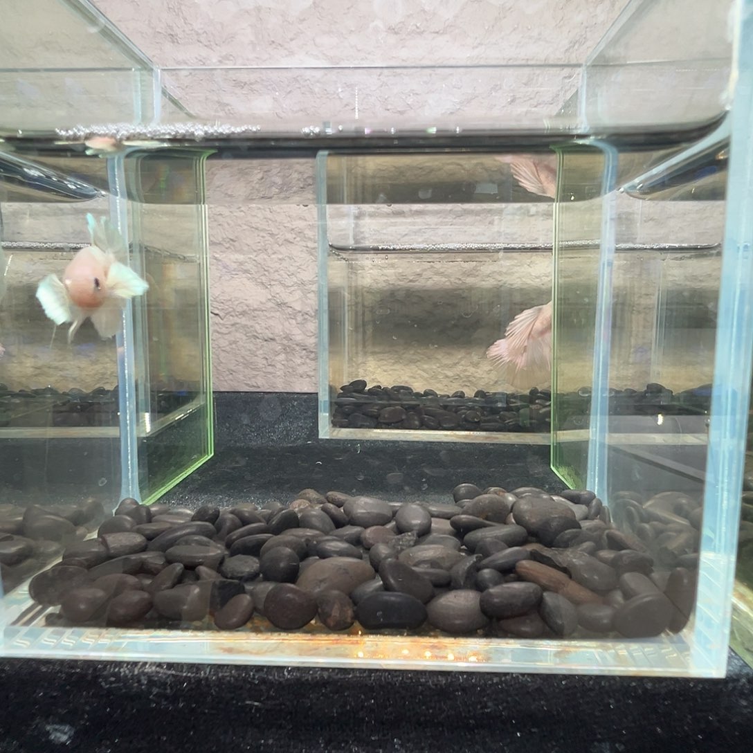 斗鱼阿浩泰斗10日24