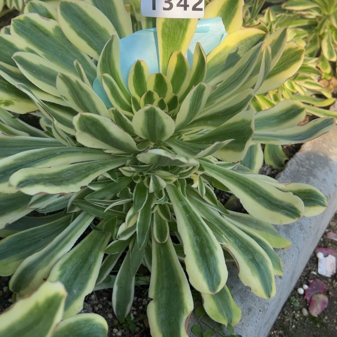 1342保时捷多肉植物