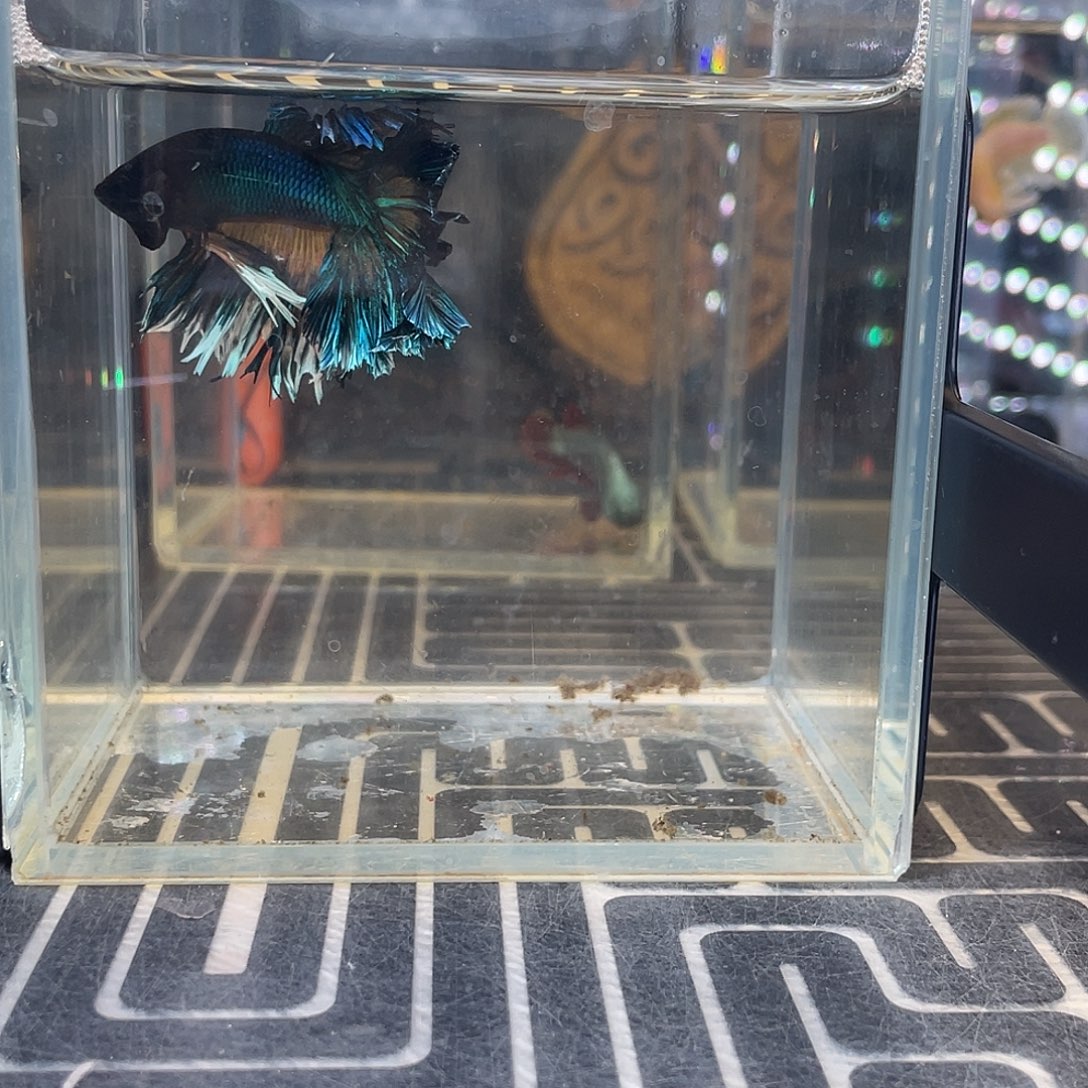 斗鱼3号1211早hmpk绣球