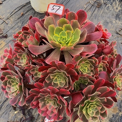 凤冠老桩捧花法师57号