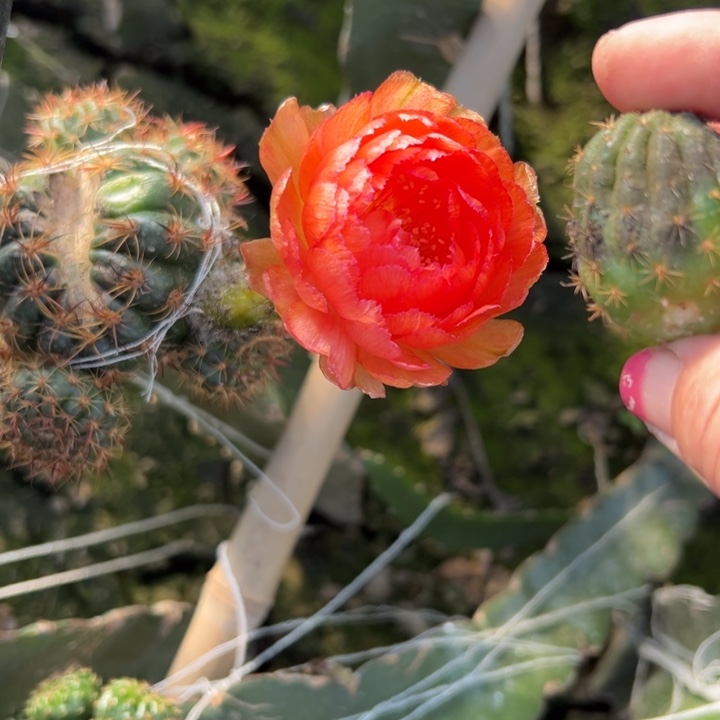 4丽花金牡丹虫咬黑丑无根侧芽3公分左右20包邮