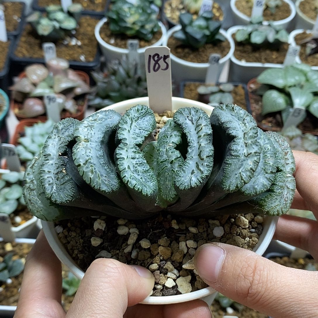 185荒肌玉扇母本十二