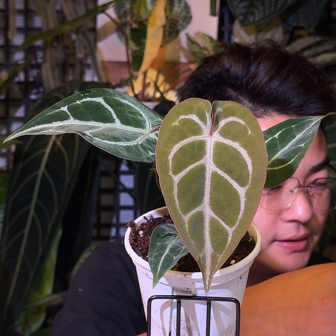 完全开放N40黑水晶黑丝绒