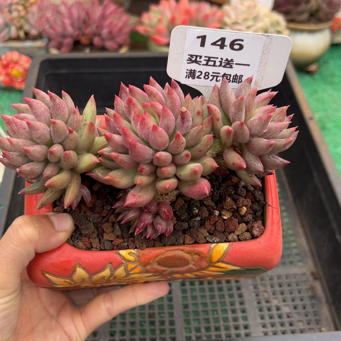 表妹精品多肉植物146.