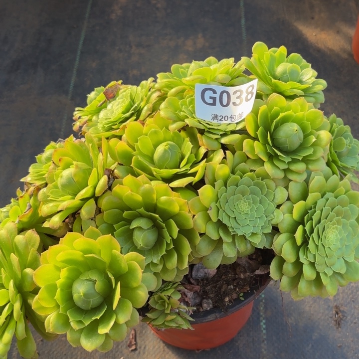 瑞妈多肉园艺，038原始翡翠冰