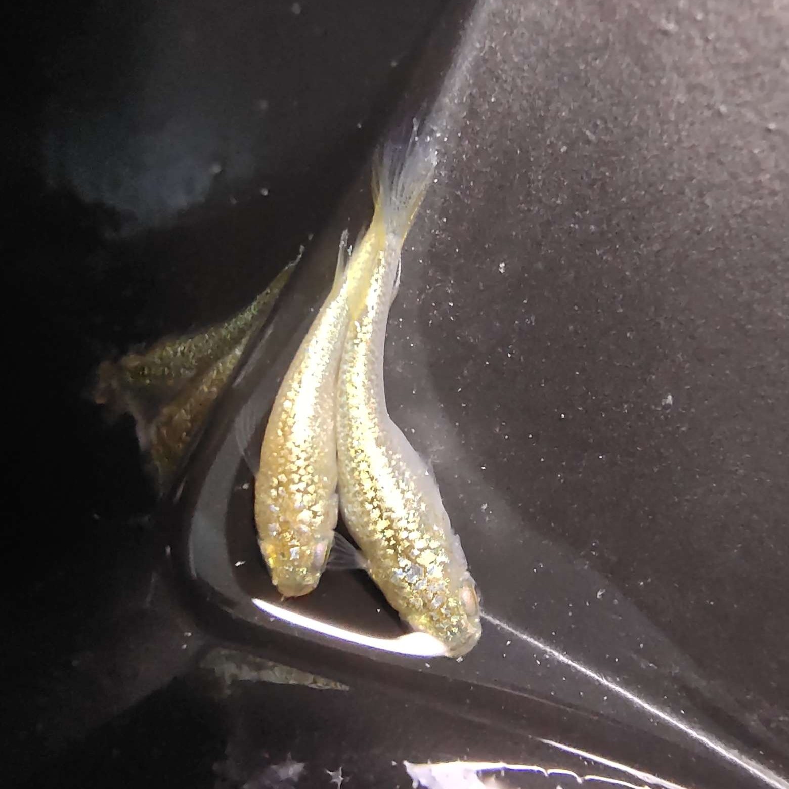 秘密武器 观背青鳉小型观赏鱼冷水鱼不打氧好养活除油膜练手