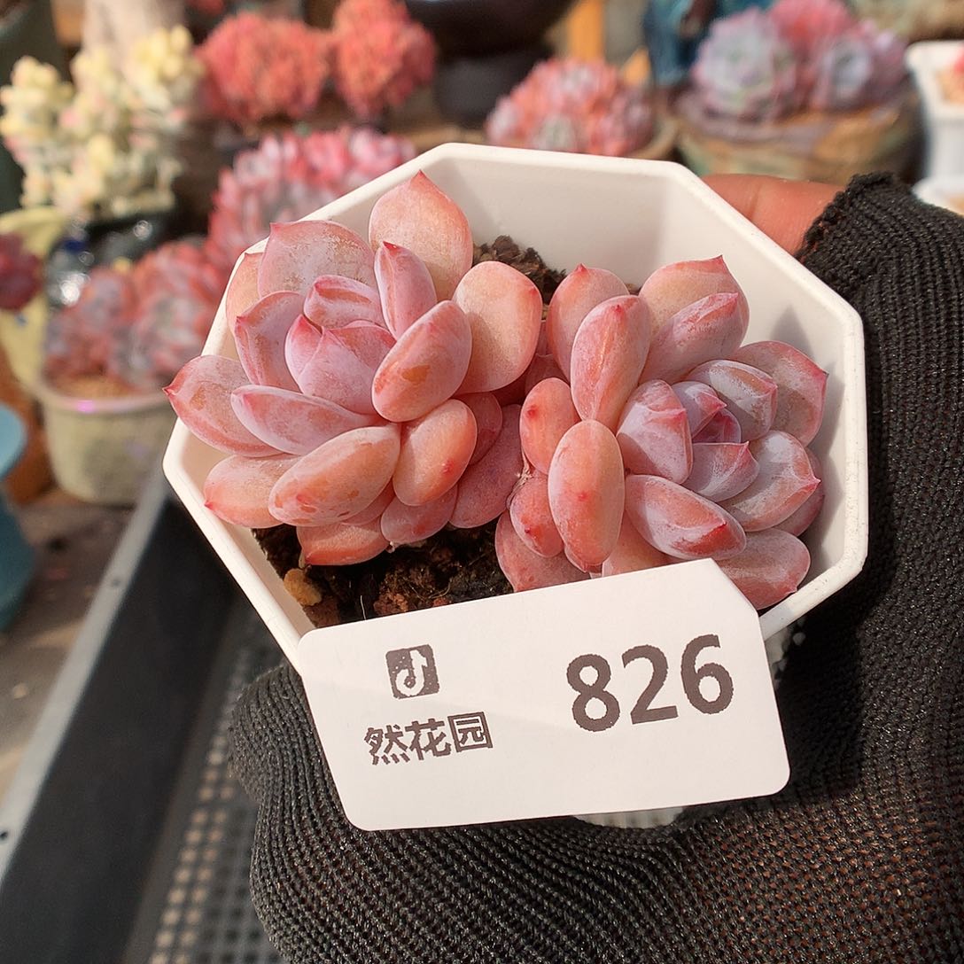 826星星橙多肉植物6666