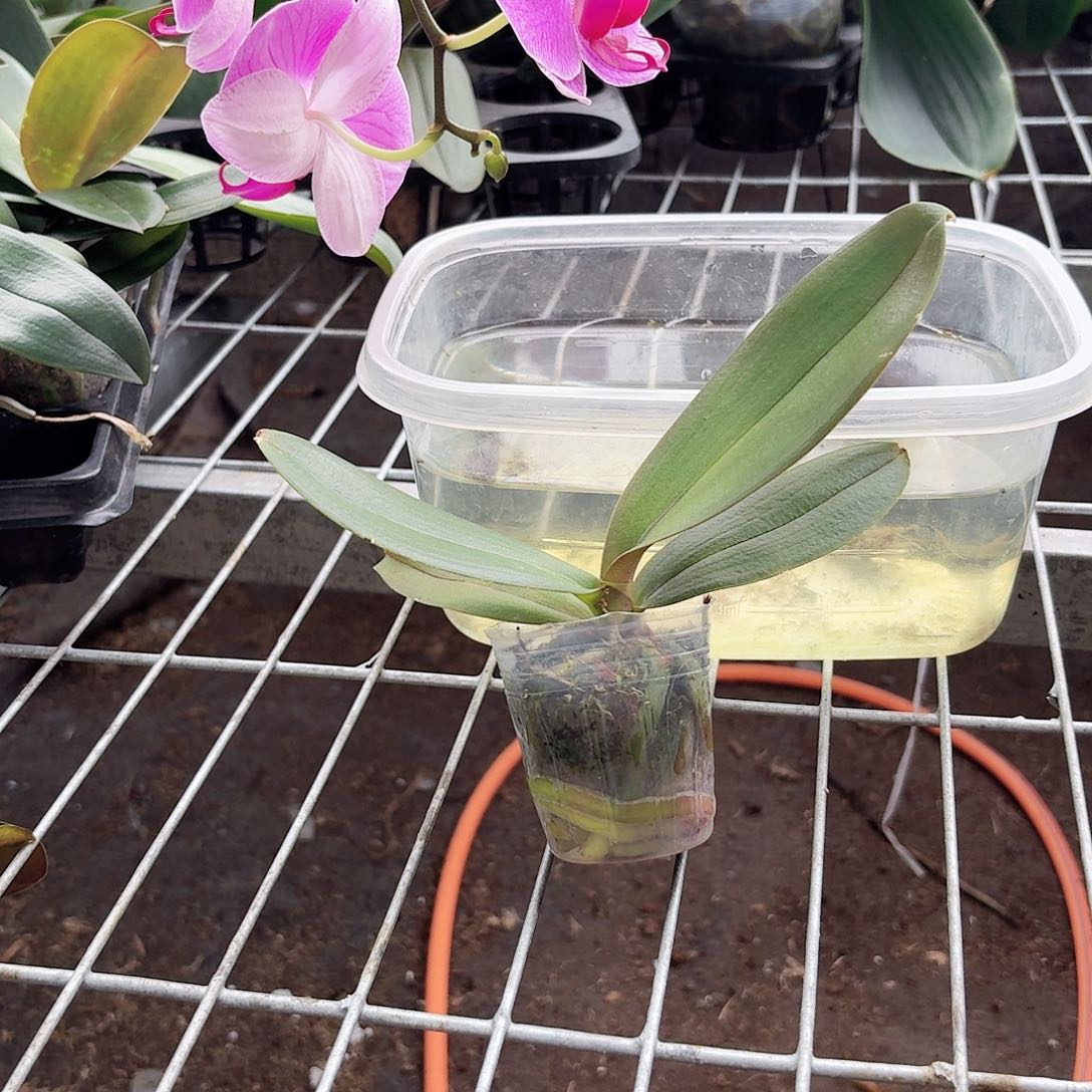 蝴蝶兰魅力无限粉色系列1颗，2.0杯