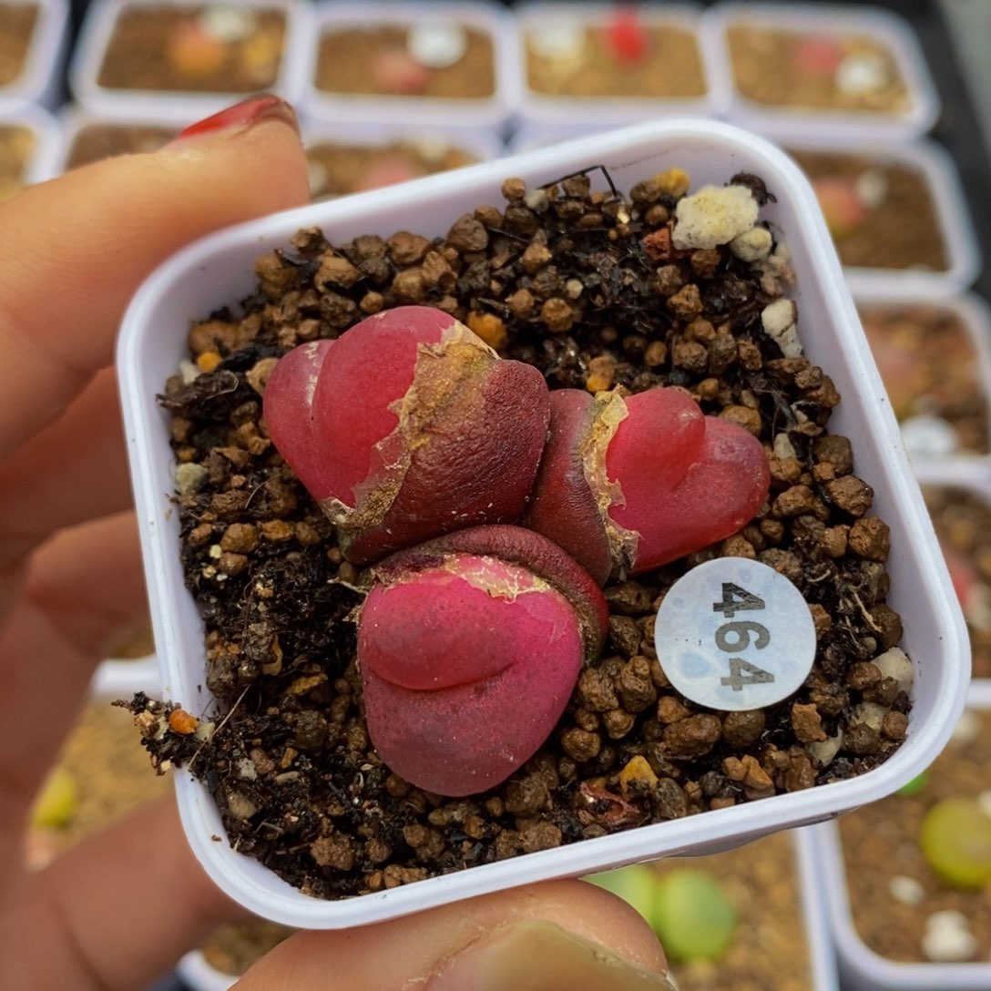 3头（小瑕疵）多肉植物