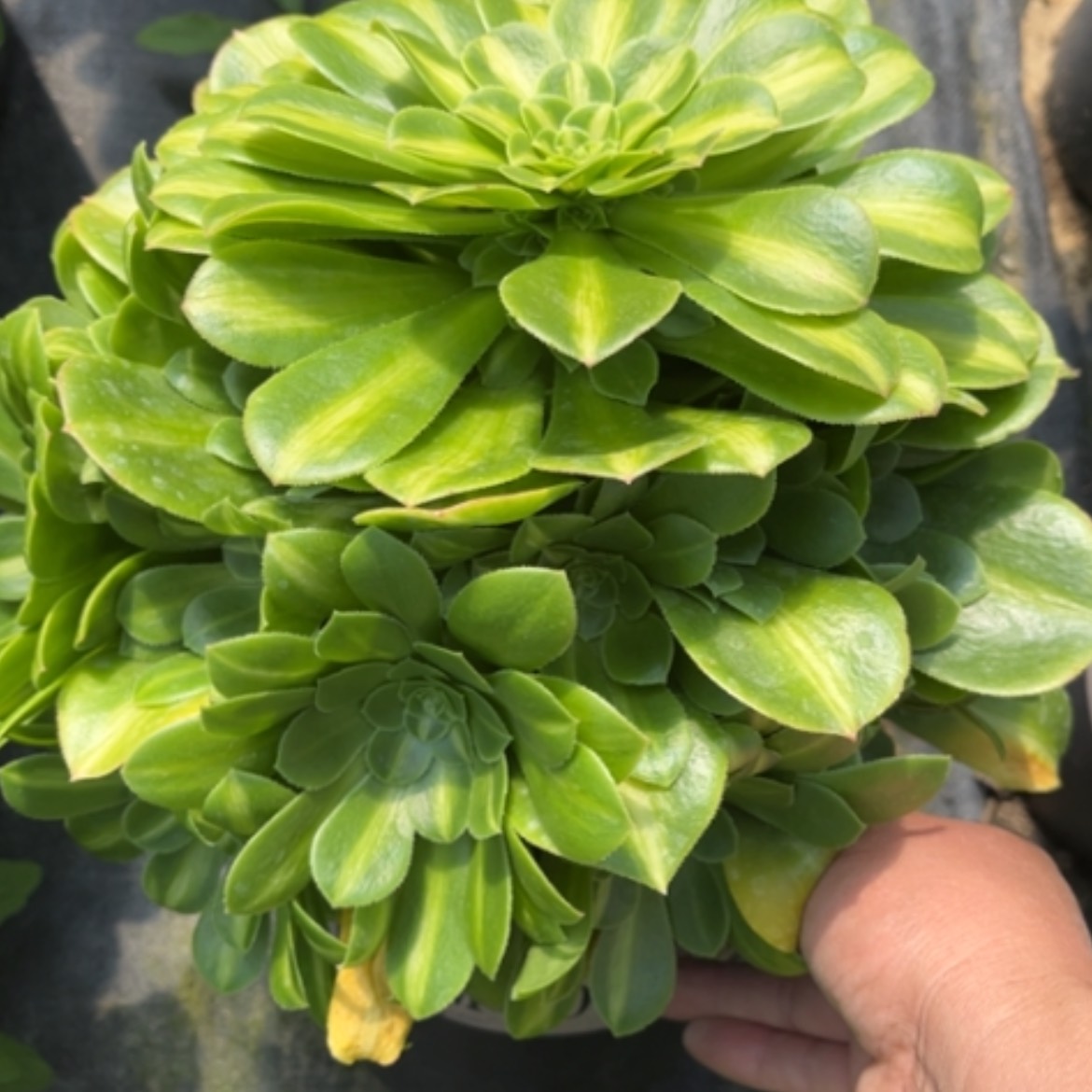 【闪购商品】135翡翠琉璃多肉法师