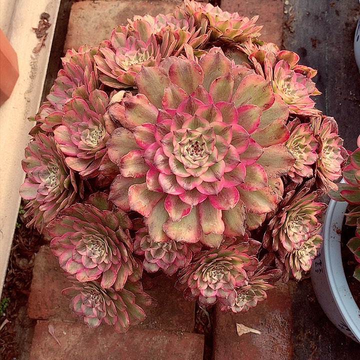 奥黛丽老桩啊啊啊啊