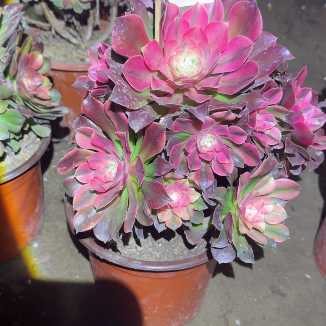 红秀法师多肉779