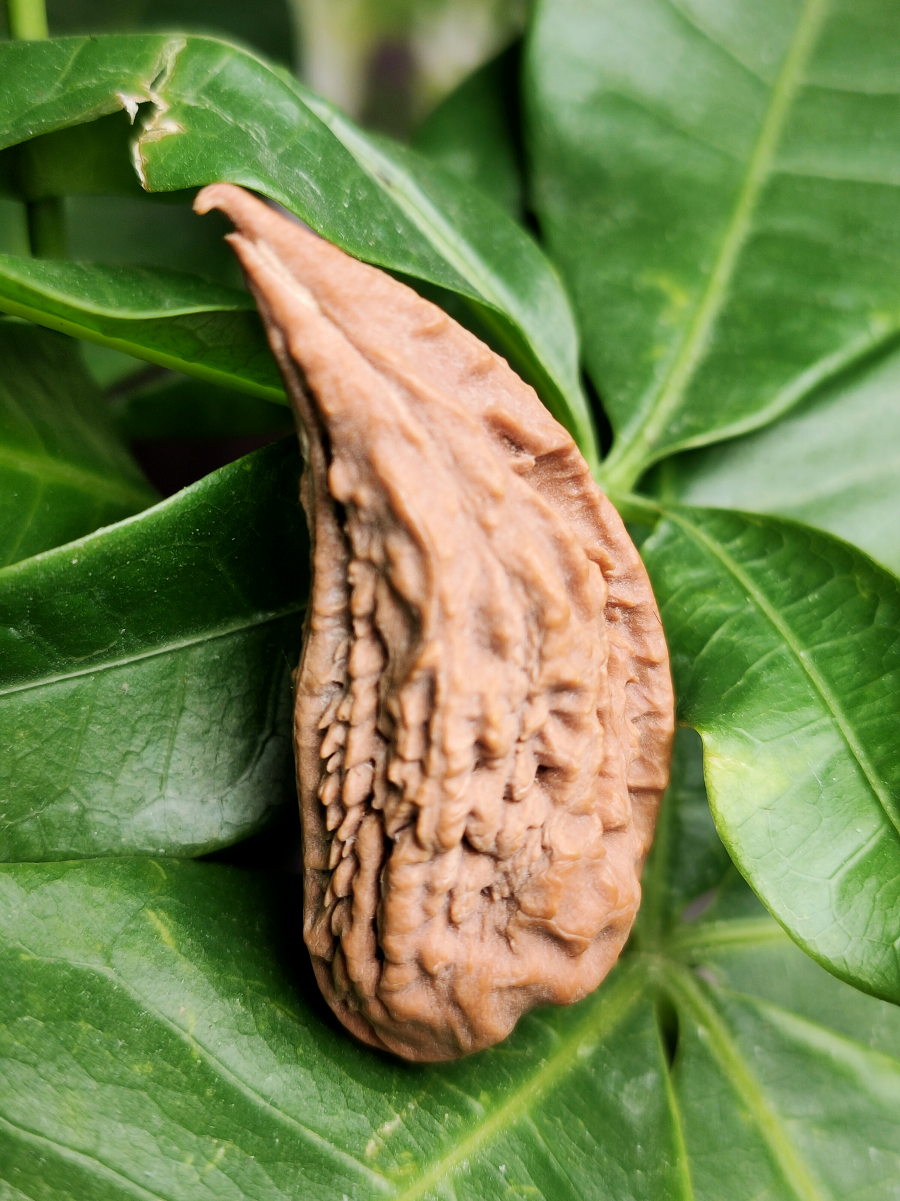 东北野生楸子麒麟鹰勾核桃