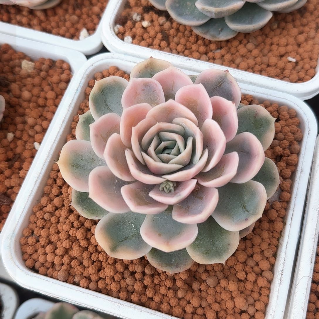 蓝色惊喜锦多肉植物