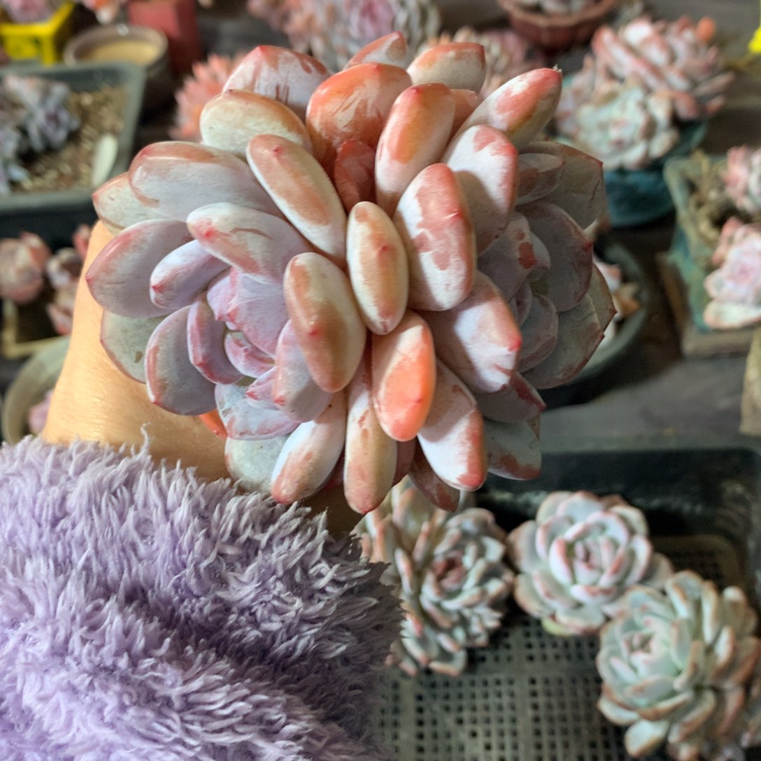 哈哈哈哈哈哈哈哈哈哈石榴籽