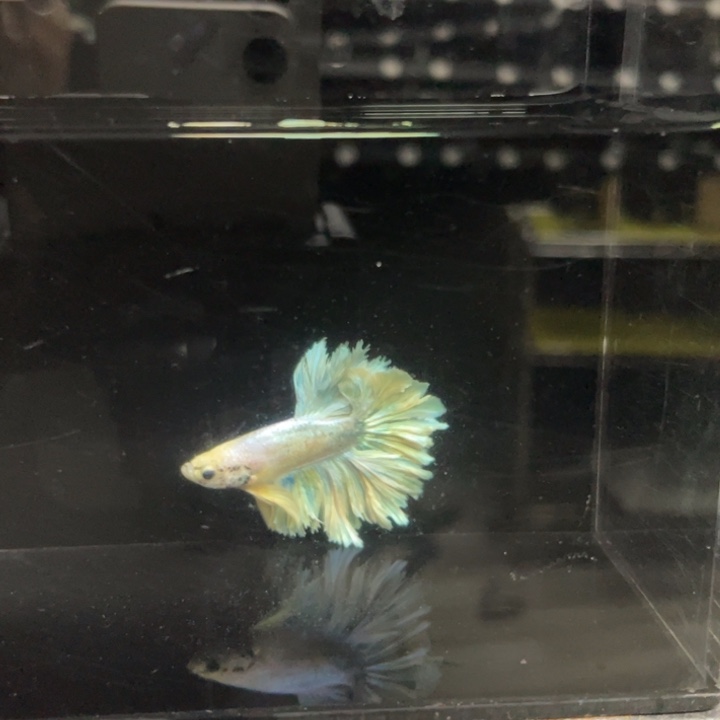 斗鱼哈哈哈哈啊哈473