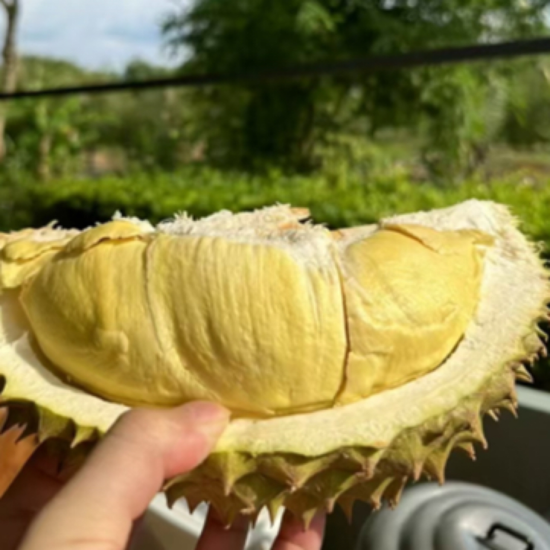 泰国鲜榴莲一物一拍同城配送，1克榴莲核小，有问题联系客服15856139920金枕泰国