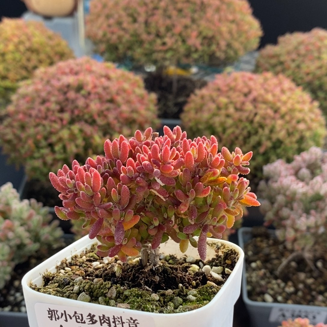 红麒麟3870枝干番杏