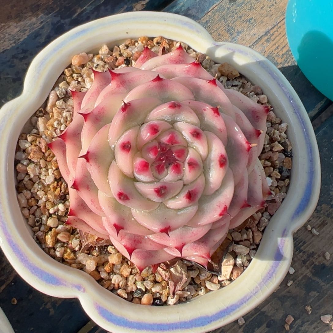 多肉一物一拍0218-吉娃娃锦