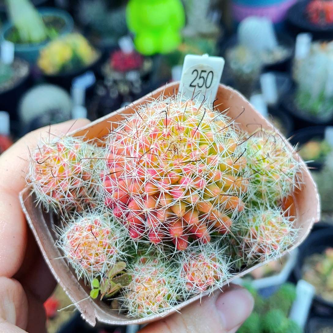 非偏远地区满25包邮仙人球