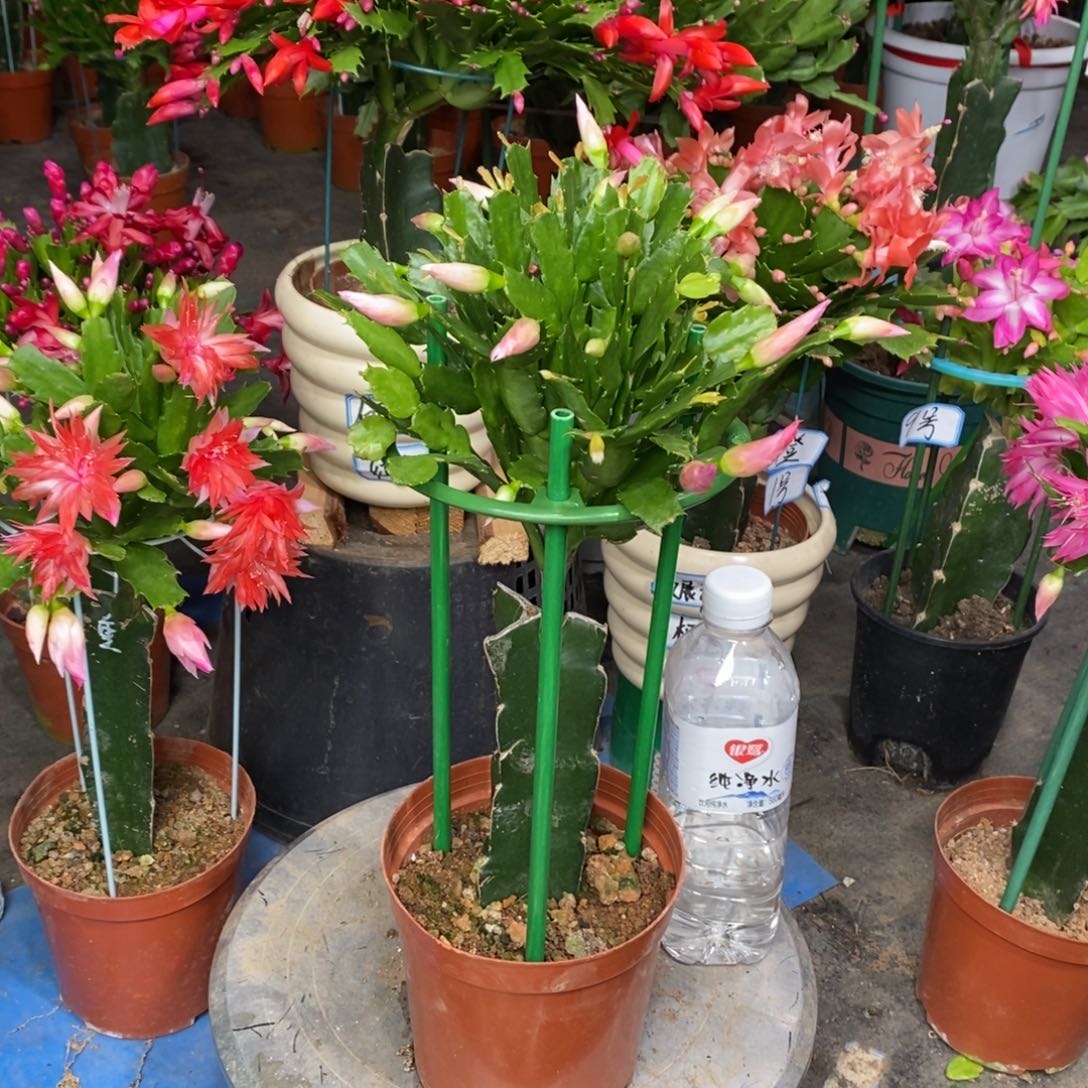 小***姐完全开放双重惊喜