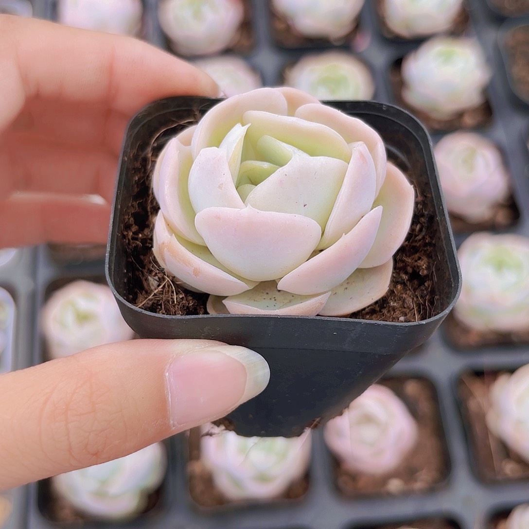 精品牡丹多肉植物