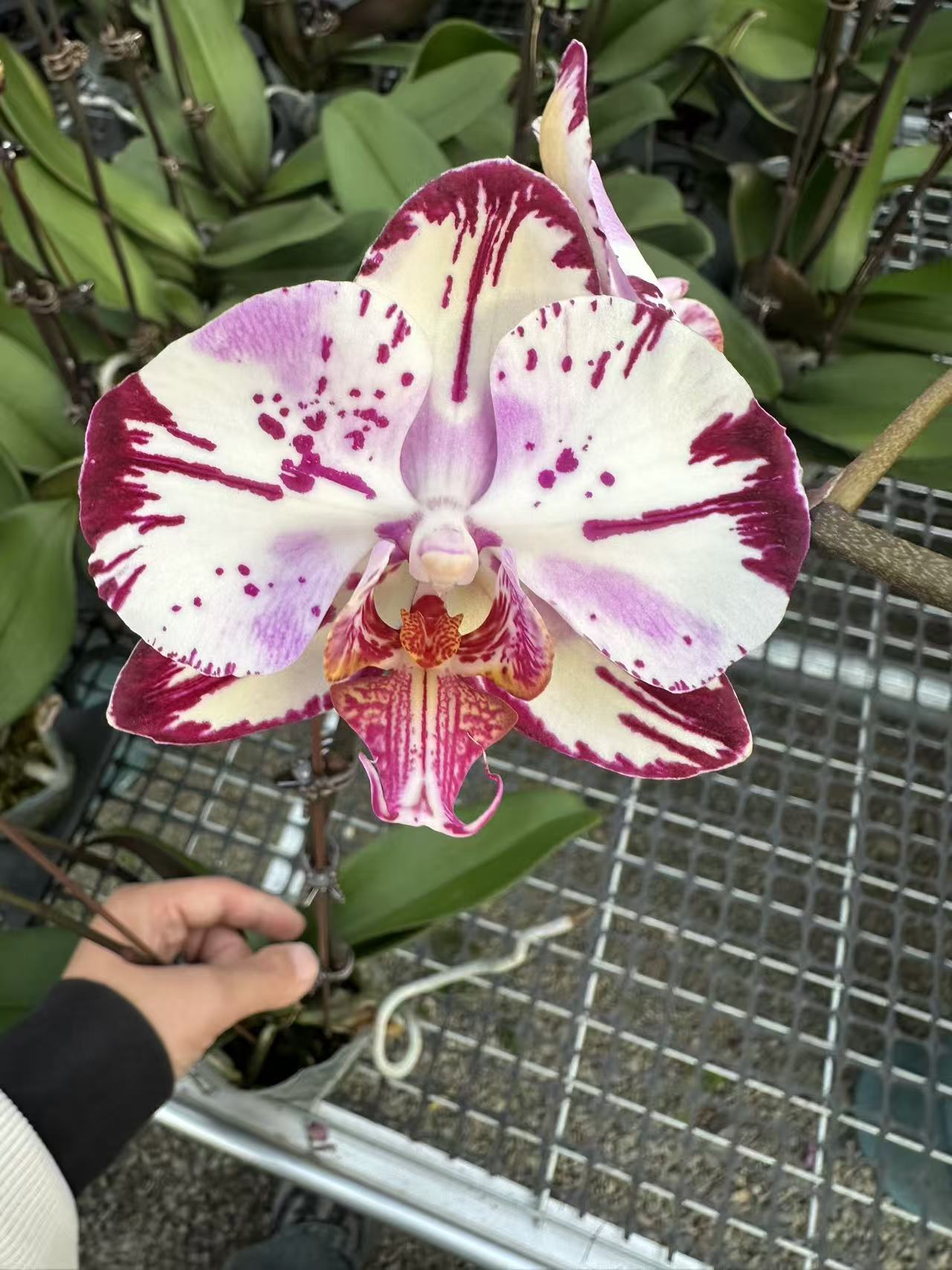 【魔术师】高档蝴蝶兰鲜花盆栽