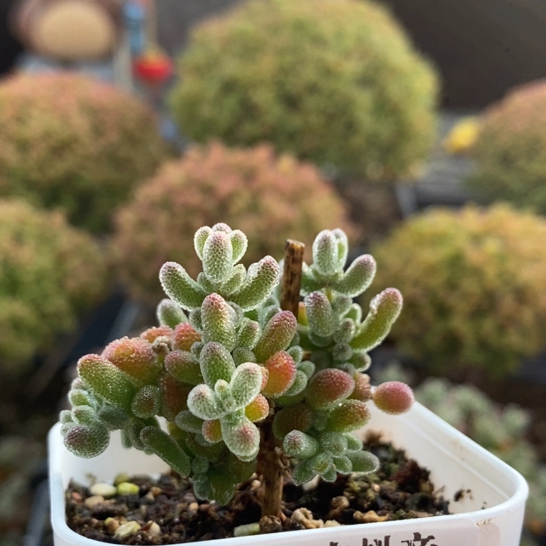 优选冰晶2643枝干番杏