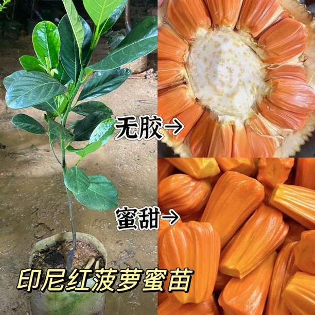 新品种印尼红菠萝蜜正品嫁接苗带营养杯发货